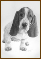 TJ087 - Basset